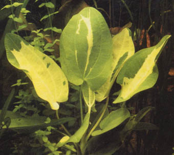 Echinodorus Gruner Panda